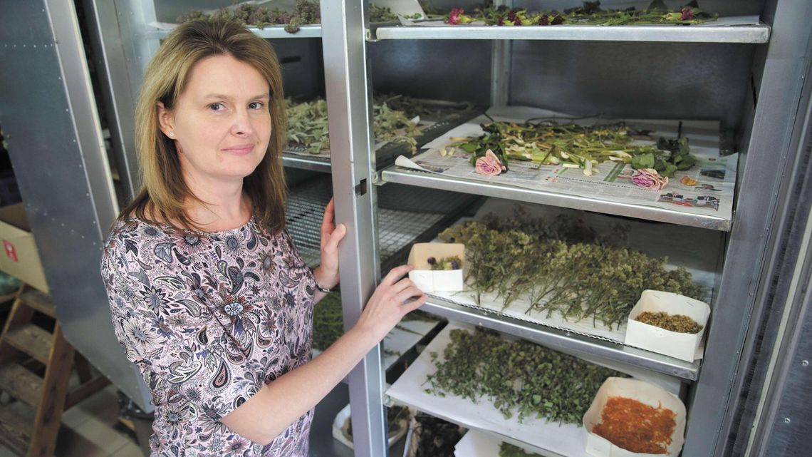 Melisa na trawienie, głóg na serce. Jakie zioła warto mieć w ogrodzie i w apteczce? Melisa na trawienie, głóg na serce. Jakie zioła warto mieć w ogrodzie i w apteczce?