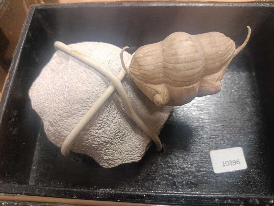 Mercedes pełen kontrabandy sprzed 555 milionów lat Mercedes pełen kontrabandy sprzed 555 milionów lat