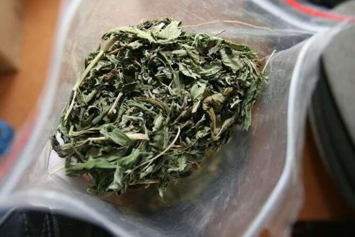 Miał 4 kilogramy marihuany w komodzie. 23-latek w areszcie Miał 4 kilogramy marihuany w komodzie. 23-latek w areszcie