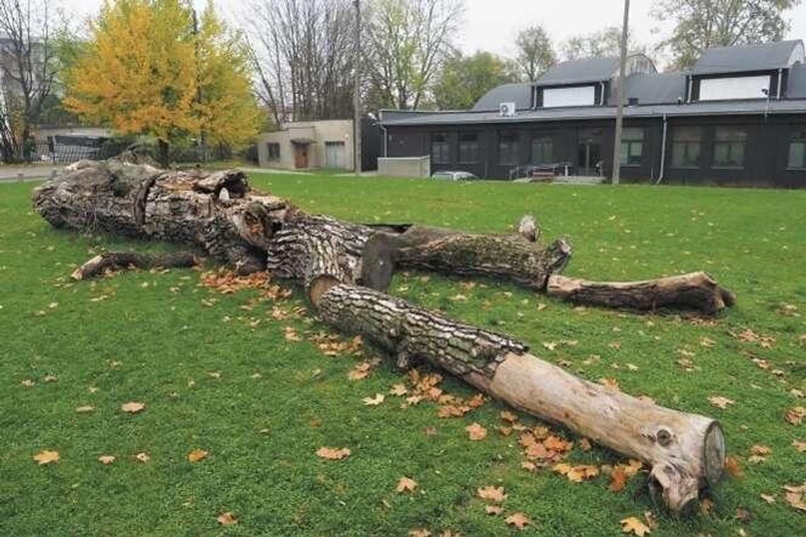 Miał być dąb, ale będzie topola. Dziś posadzą nowy baobab na placu Litewskim Miał być dąb, ale będzie topola. Dziś posadzą nowy baobab na placu Litewskim
