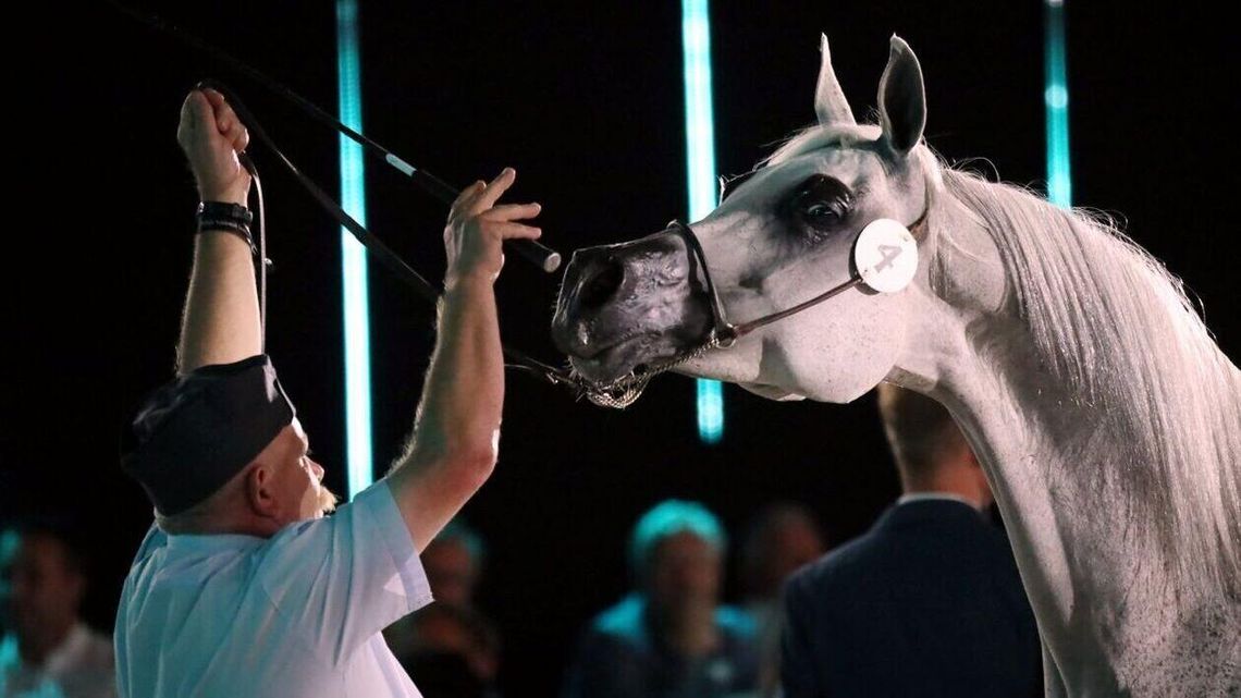 Miał być przełom, a jest problem. Kupiec nie zapłacił za najdroższą klacz aukcji Pride of Poland