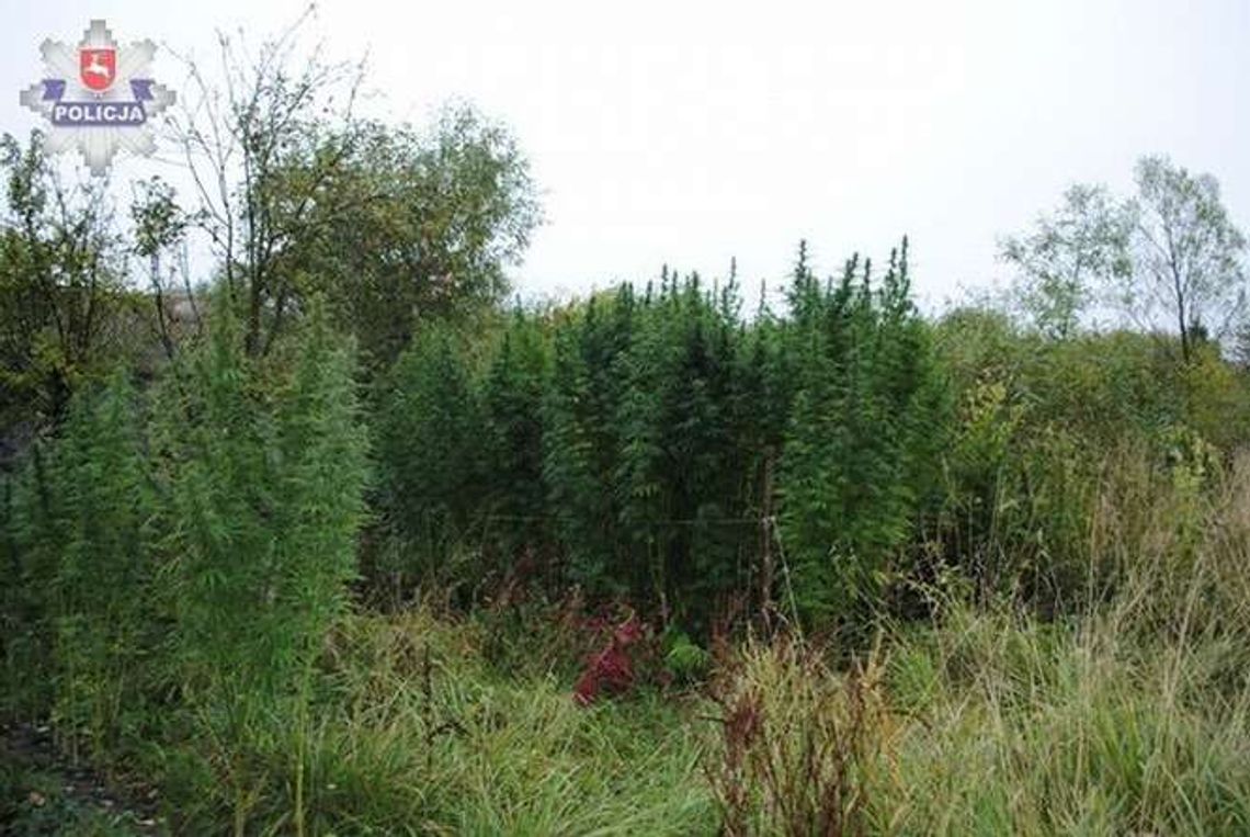 Miał w ogrodzie plantację konopi indyjskich. Uprawiał na własne potrzeby