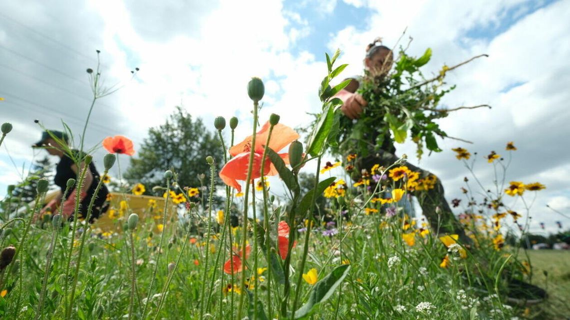 Miasta potrzebują nie tylko drzew. Trzeba zadbać o łąki