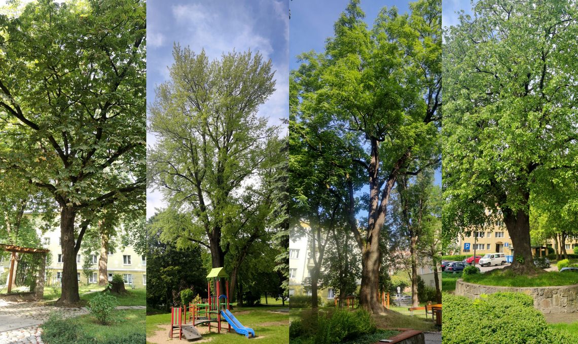 Miasto będzie je chronić. Mamy nowe pomniki przyrody Miasto będzie je chronić. Mamy nowe pomniki przyrody