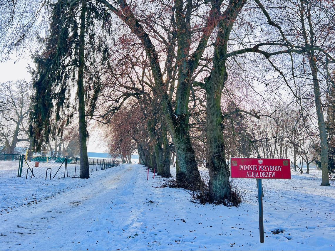 Miasto chce chronić najcenniejsze drzewa – pomoże kasa z Unii