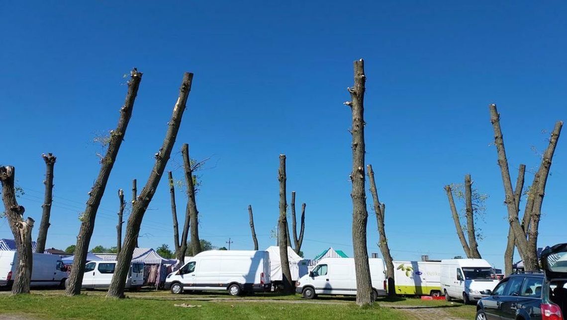 Miasto ogołociło topole do samych kikutów. Urzędnicy: Wszystko zgodnie z planem