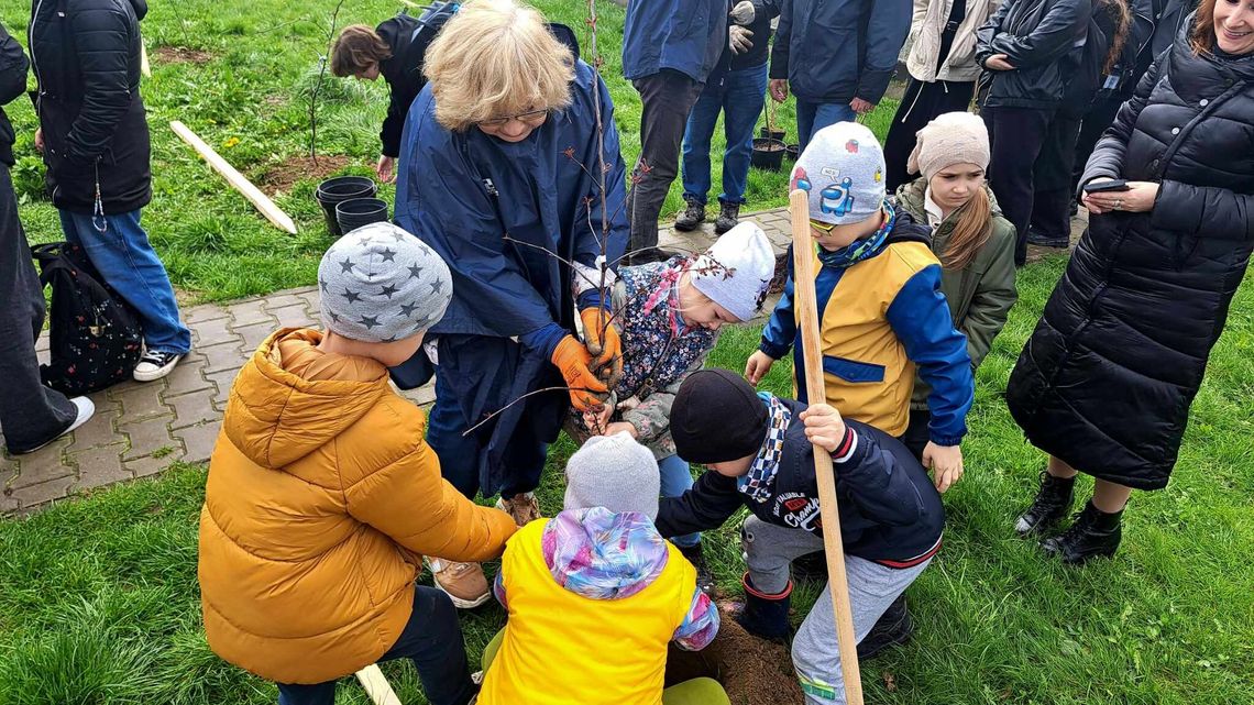 Miasto prawie jak las. W jeden dzień posadzili 100 drzew Miasto prawie jak las. W jeden dzień posadzili 100 drzew