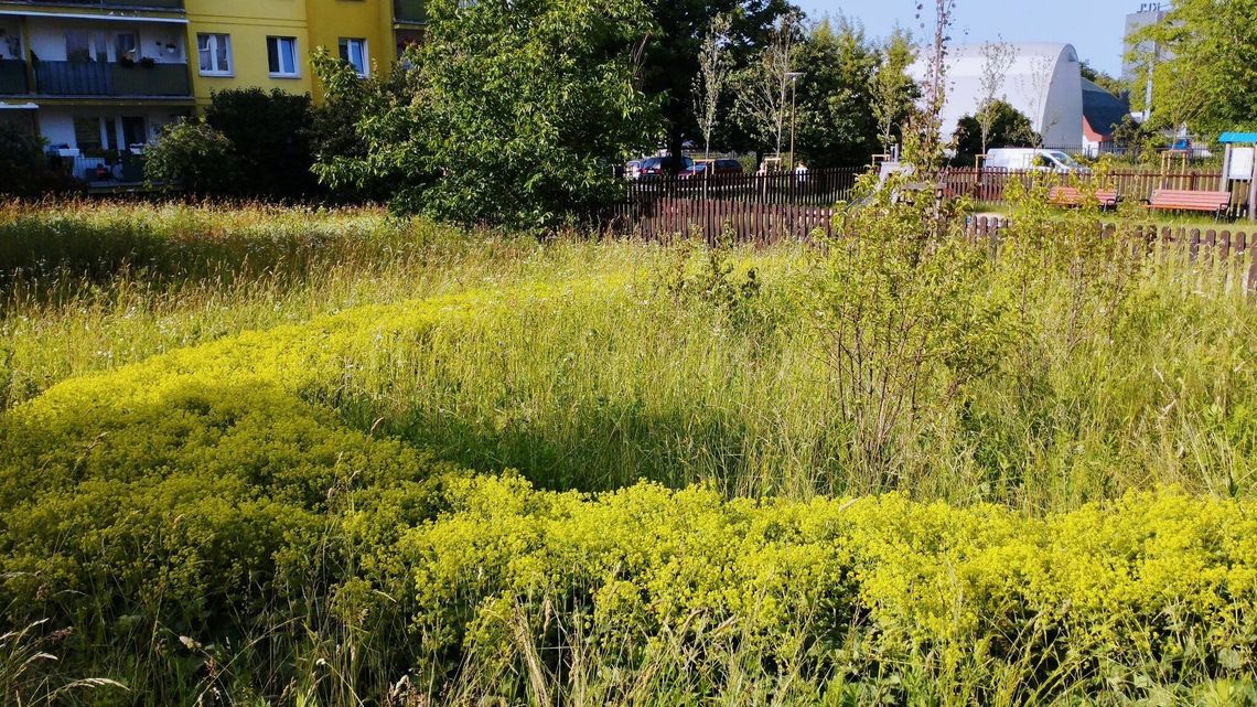 Miasto urządziło skwer między blokami i o nim zapomniało. Zapuszczony z uschniętymi drzewami