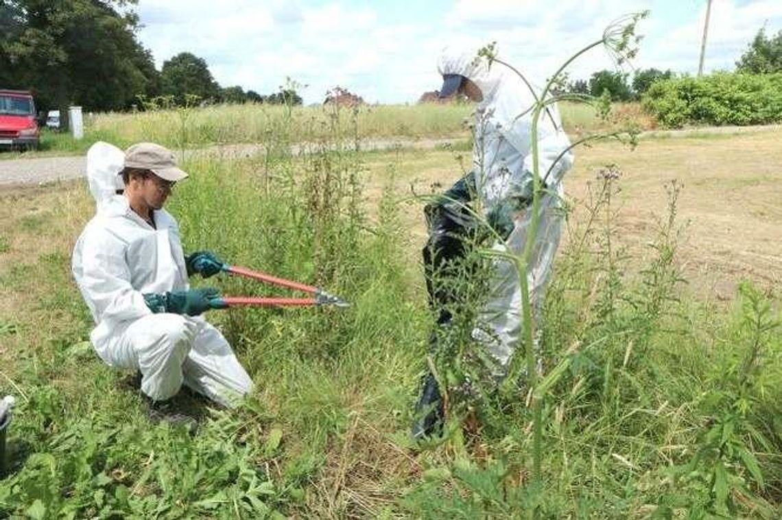 Miasto walczy z groźnym barszczem. Już ponad 100 roślin wyciętych Miasto walczy z groźnym barszczem. Już ponad 100 roślin wyciętych