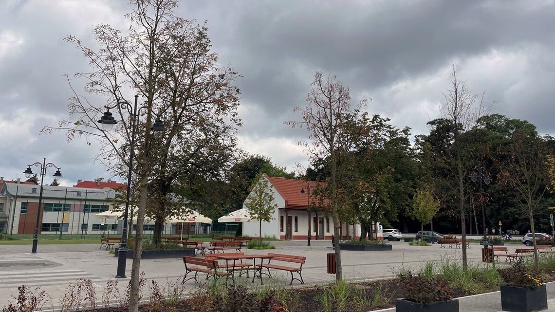 Miasto wycięło stare drzewa i posadziło 6-metrowe lipy. Mieszkańcy: „One usychają!” 