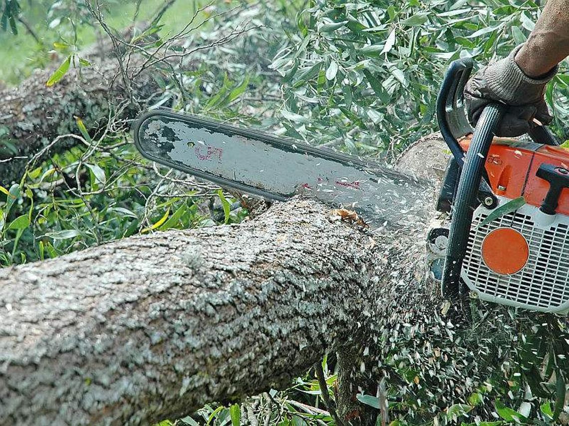 Miasto wycinało drzewa w Lublinie jak chciało Miasto wycinało drzewa w Lublinie jak chciało
