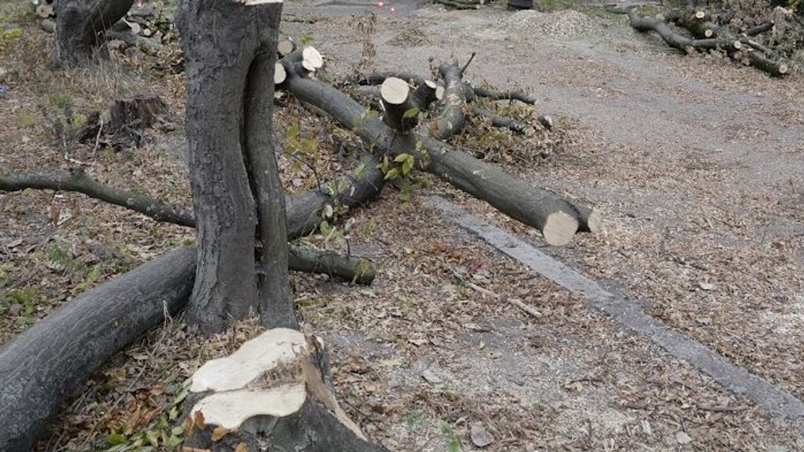 Miasto zezwala na wycinkę drzew przy ul. Jutrzenki