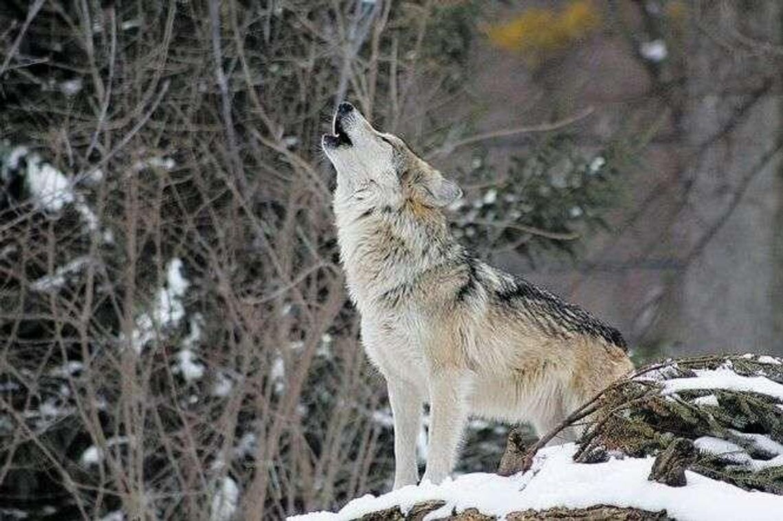 Michaś grasuje pod Chełmem. Przywędrował tu z Białorusi Michaś grasuje pod Chełmem. Przywędrował tu z Białorusi