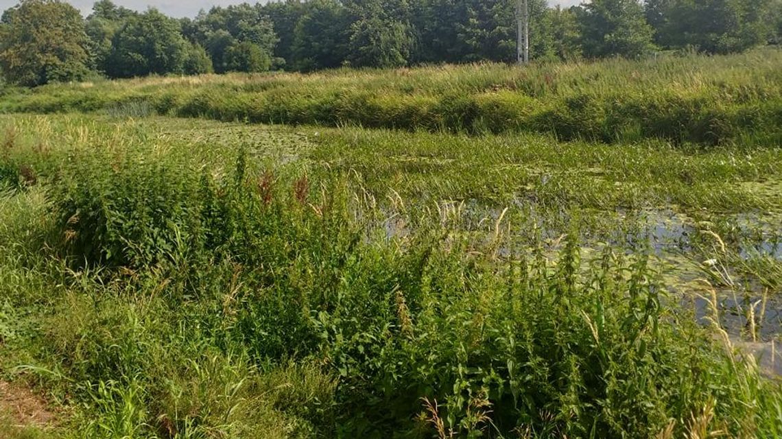 Międzyrzec Podlaski: Krzna zarasta, a Wody Polskie odwlekają porządki