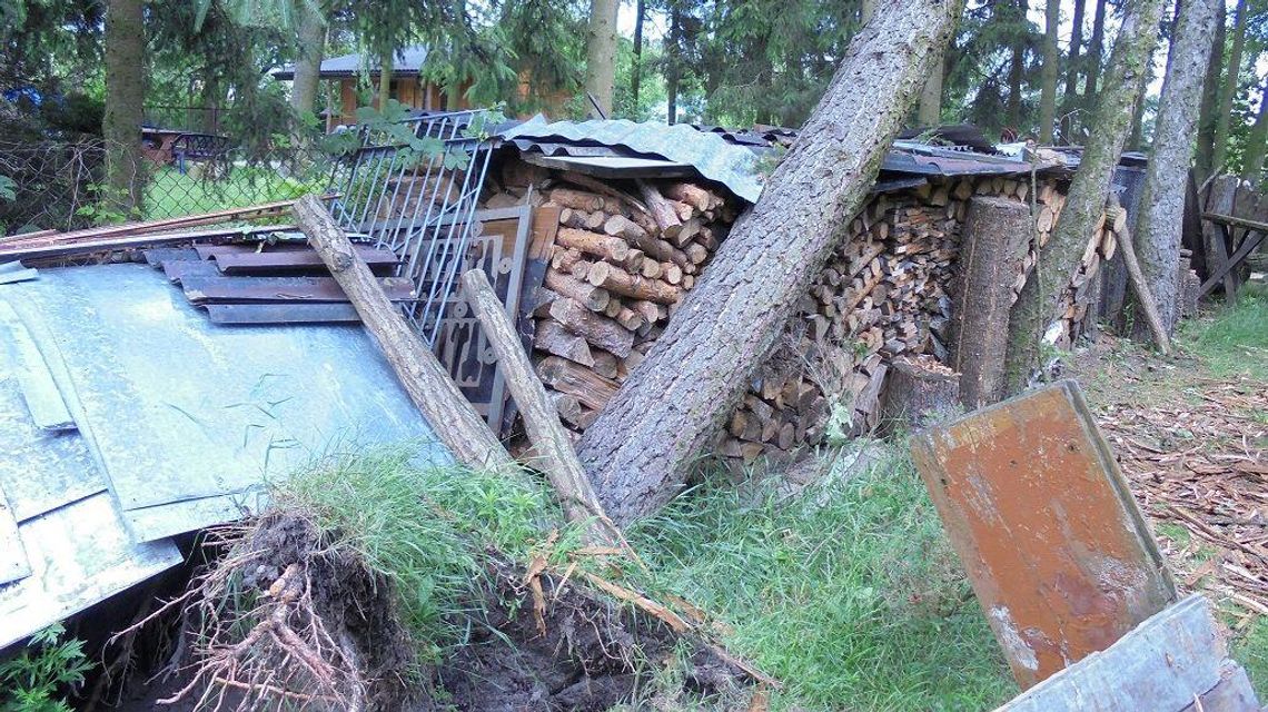 Międzyrzec Podlaski: Mieszkańcu, sprawdź drzewa na swojej posesji Międzyrzec Podlaski: Mieszkańcu, sprawdź drzewa na swojej posesji