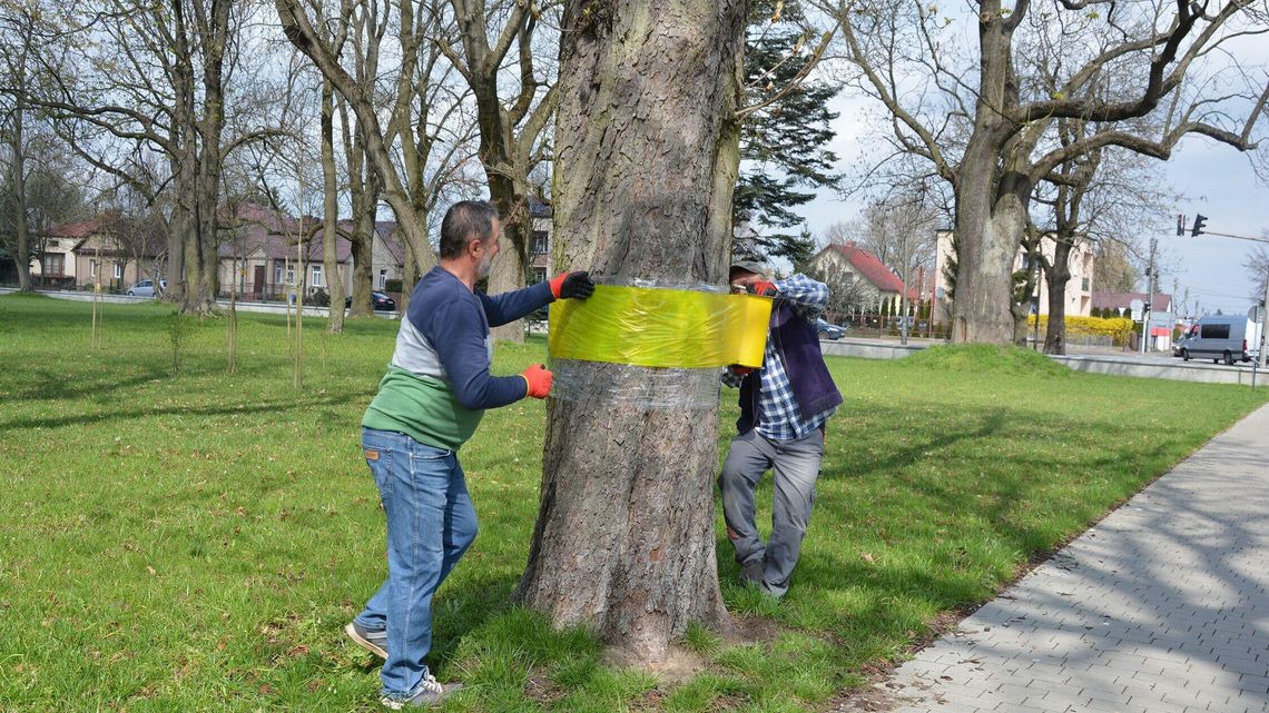 Międzyrzec Podlaski. Na drzewach pojawiły się żółte opaski
