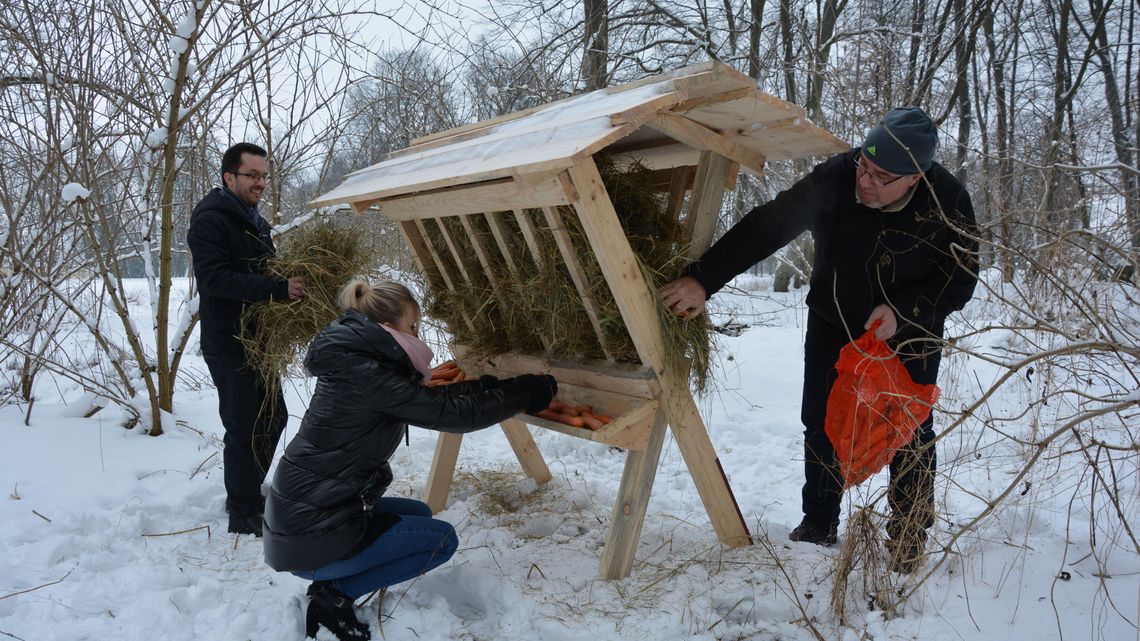 Międzyrzec Podlaski. Wcześniej kaczy bufet, teraz paśnik dla saren