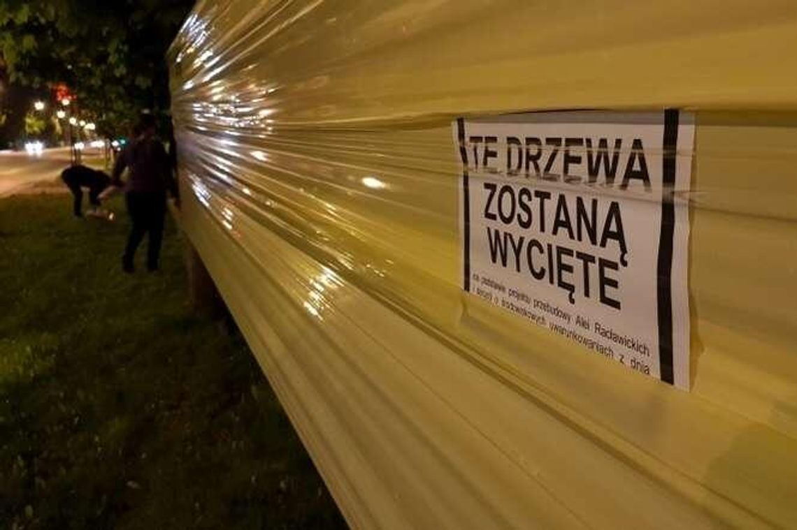 Miejscy aktywiści okleili drzewa wzdłuż Al. Racławickich. Sprzeciwiają się wycince Miejscy aktywiści okleili drzewa wzdłuż Al. Racławickich. Sprzeciwiają się wycince