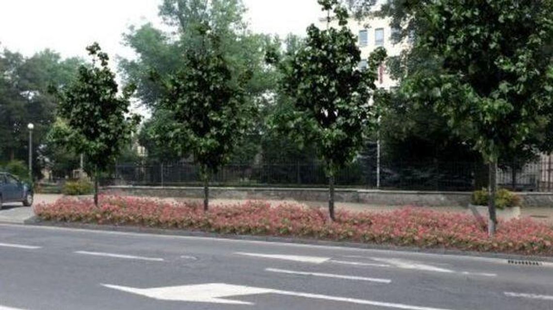 Miejscy aktywiści stają po stronie lubelskiego ratusza w sprawie krzewów i parkingów Miejscy aktywiści stają po stronie lubelskiego ratusza w sprawie krzewów i parkingów