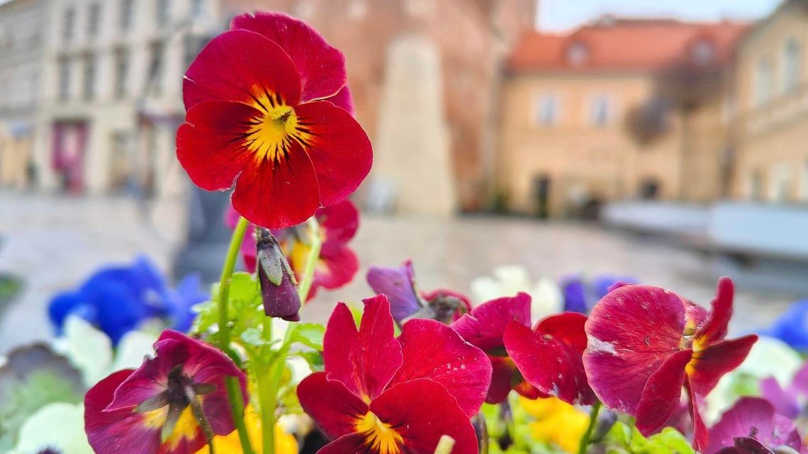 Miejskie bratki czekają na drugie życie. Ratusz rozda 1,5 tys. sadzonek 