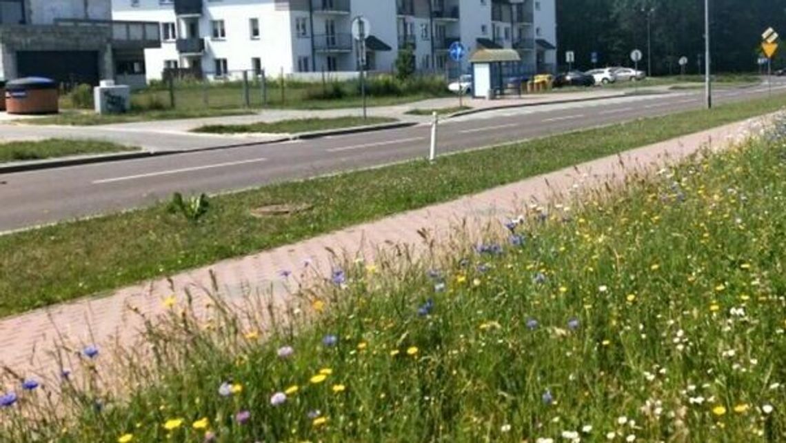 Miejskie kosiarki nie pójdą w ruch. Powód jest jasny 