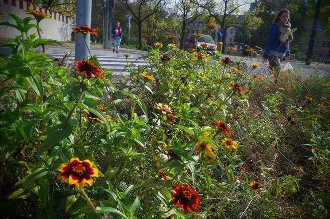 Miejskie pieniądze nie tylko na kwietne łąki. Zgłoś projekt do Zielonego Budżetu