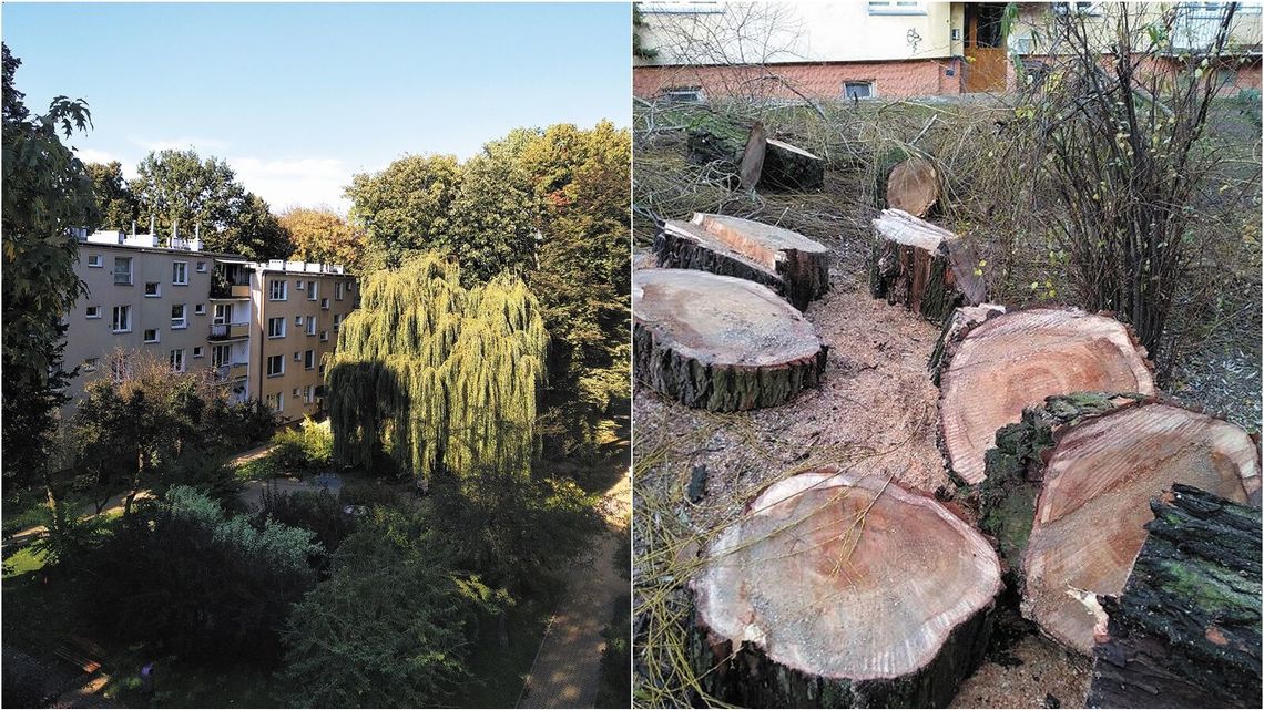 Mieszkańcowi żal drzew. Okazuje się, że spółdzielnia chciała wyciąć jeszcze więcej Mieszkańcowi żal drzew. Okazuje się, że spółdzielnia chciała wyciąć jeszcze więcej