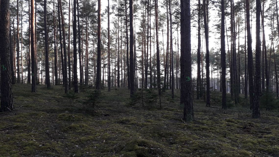 Mieszkańcy Biłgoraja chcą powstrzymać siekierezadę. "Zamiast lubianego, zielonego terenu będzie patelnia"