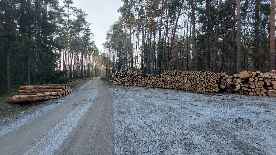 Mieszkańcy Biłgoraja znów walczą w obronie lasu. "W życiu nie widziało się takiej rzezi" Mieszkańcy Biłgoraja znów walczą w obronie lasu. "W życiu nie widziało się takiej rzezi"