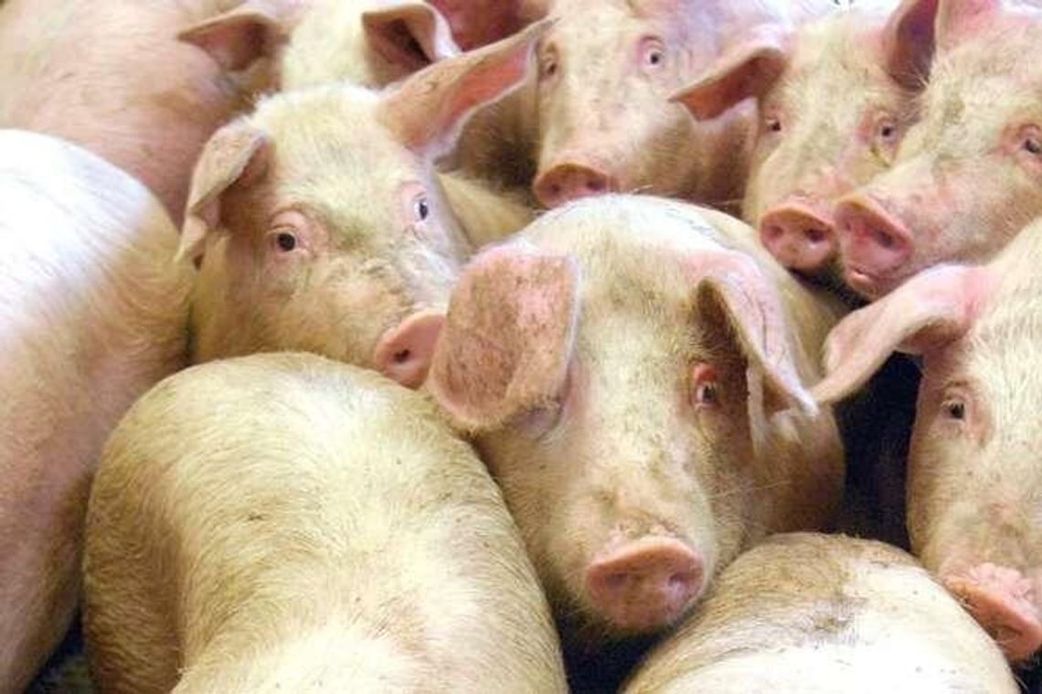 Mieszkańcy boją się odoru. Nie chcą kolejnej chlewni