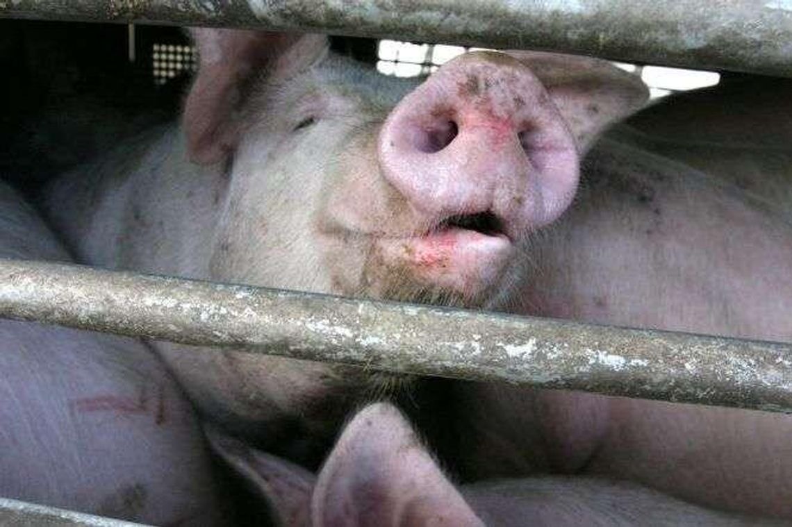 Mieszkańcy i wójt nie chcą kolejnej chlewni w sąsiedztwie