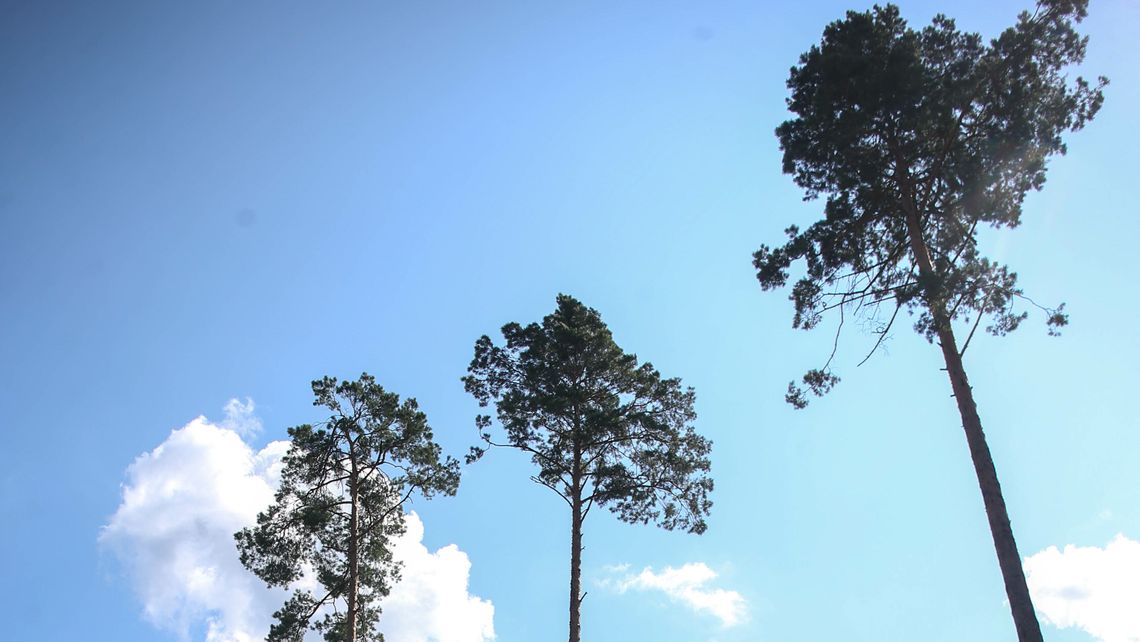 Mieszkańcy: Las jest nasz. Ale wióry wciąż lecą Mieszkańcy: Las jest nasz. Ale wióry wciąż lecą