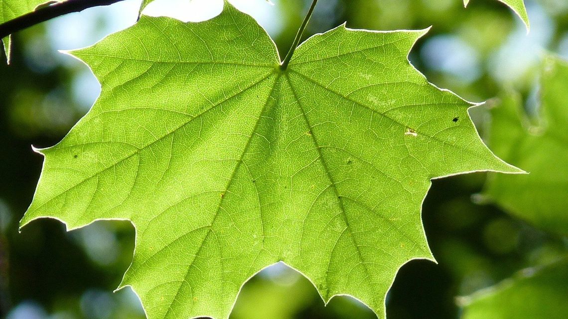 Mieszkańcy Lublina spragnieni drzew. Zgłosili setki propozycji 