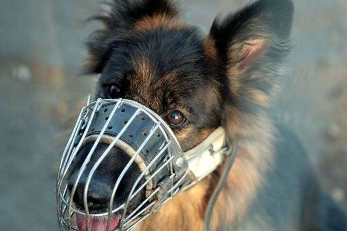 Mieszkańcy miasta chcą wybiegu dla psów. Czy inwestycja powstanie? Mieszkańcy miasta chcą wybiegu dla psów. Czy inwestycja powstanie?