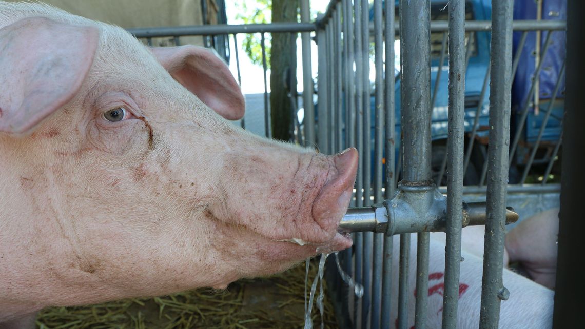 Mieszkańcy nie chcą rozbudowy chlewni. Dogadają się z rolnikiem?