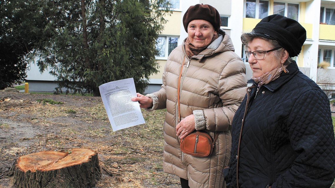 Mieszkańcy osiedla w Puławach: Nie chcemy żyć w betonowej dżungli! Podpisy przeciwko wycince drzew