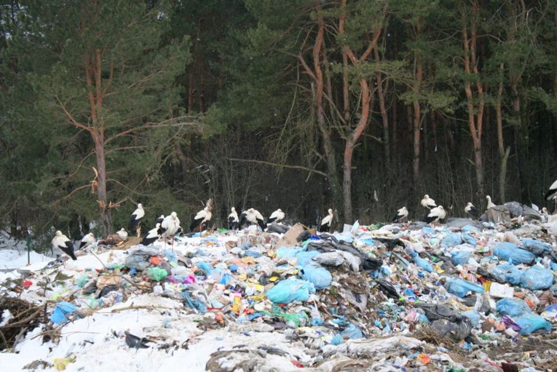 Mieszkańcy pomagają bocianom z wysypiska we Włodawie