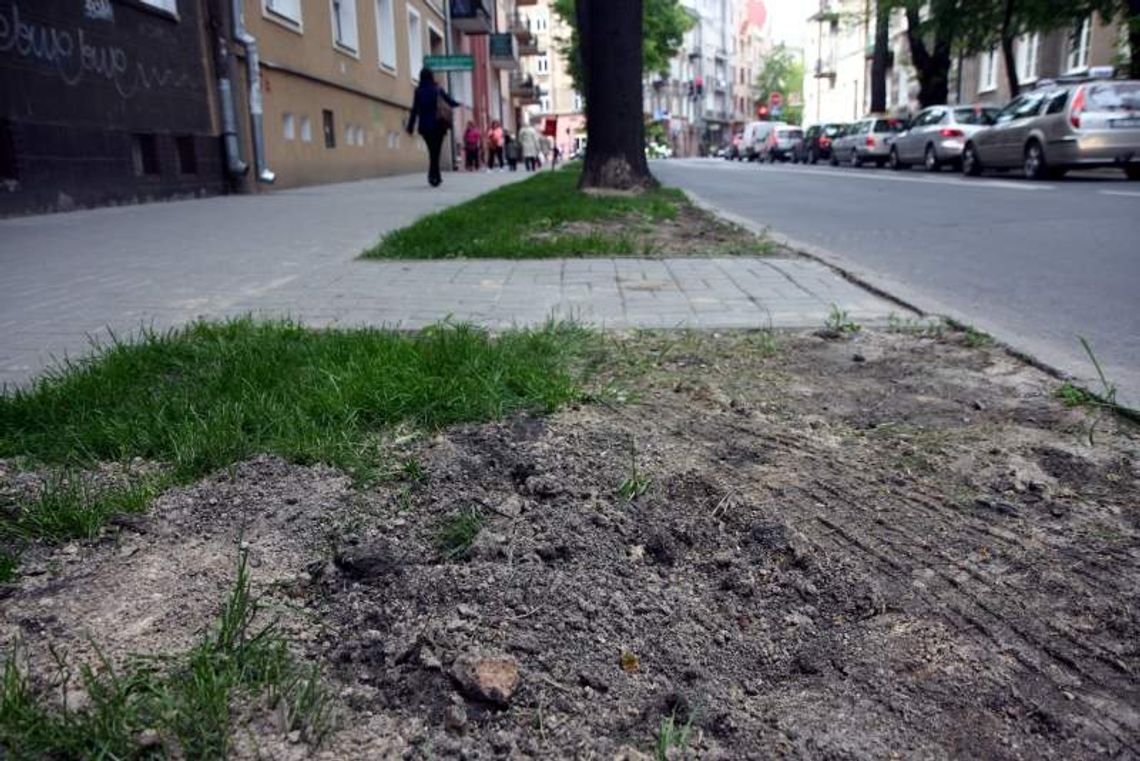 Mieszkańcy posadzili drzewa w centrum Lublina, urzędnicy je usunęli
