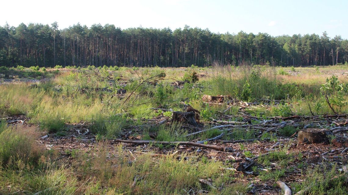 Mieszkańcy protestują, budowa kurników w zawieszeniu. Sprawę zbadają Lasy Państwowe Mieszkańcy protestują, budowa kurników w zawieszeniu. Sprawę zbadają Lasy Państwowe