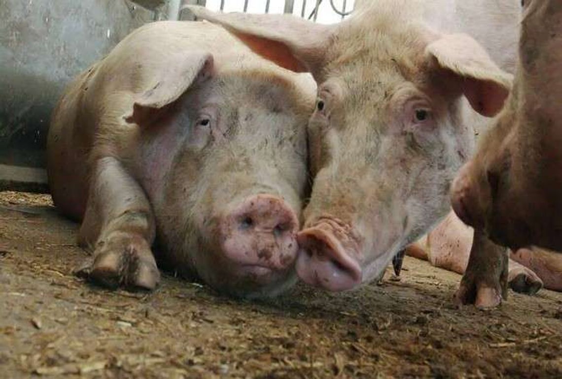 Mieszkańcy sąsiadują już z chlewnią i nie chcą kolejnej. Boją się zapachów