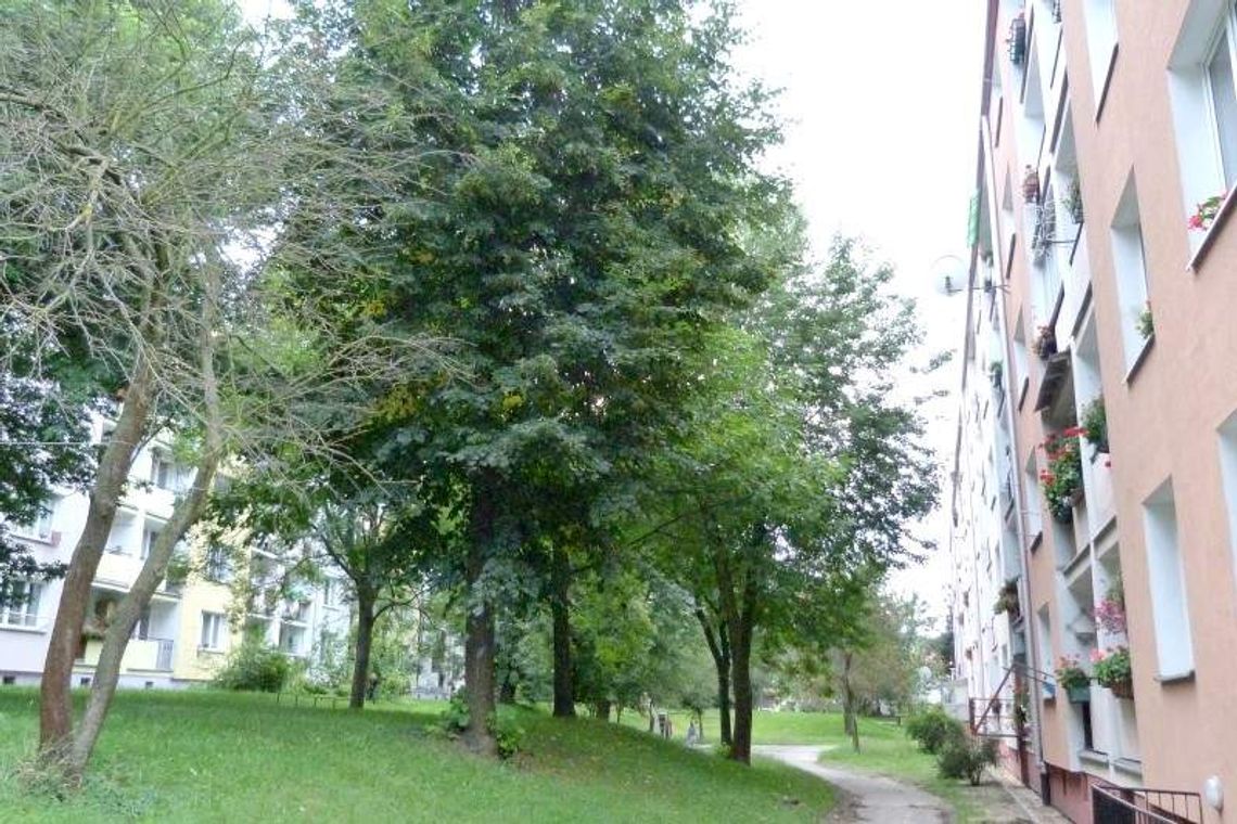 Mieszkańcy skarżą się na drzewa zasłaniające słońce