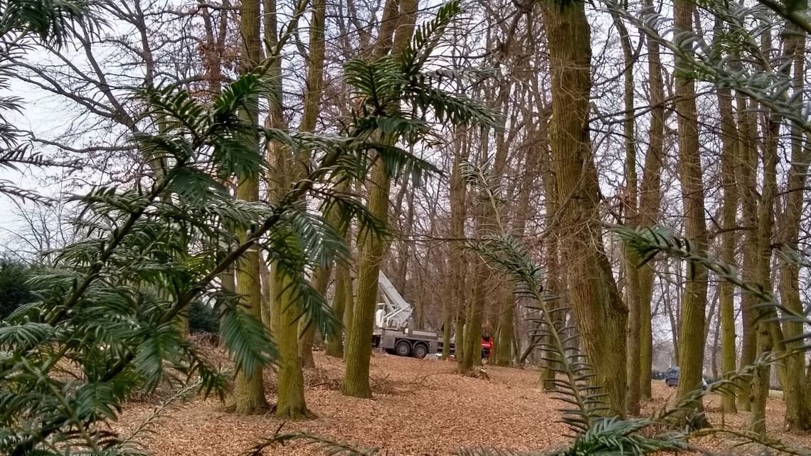 Mieszkańcy: W parku wycinają drzewa! Konserwator: tu było pozwolenie Mieszkańcy: W parku wycinają drzewa! Konserwator: tu było pozwolenie