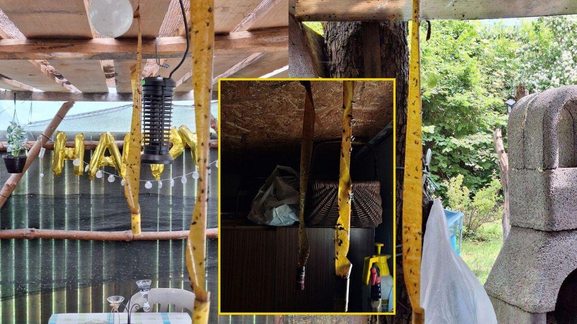 Mieszkańcy walczą z plagą much. Chcą zamknięcia zakładu przy Turystycznej