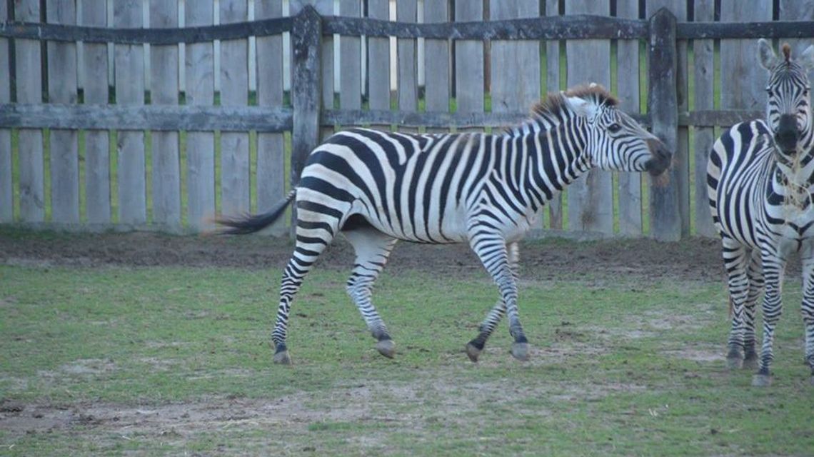 Mieszkańcy Wąwolnicy nie wierzyli w to, co widzą. Po ulicy biegał uciekinier z mini zoo Mieszkańcy Wąwolnicy nie wierzyli w to, co widzą. Po ulicy biegał uciekinier z mini zoo