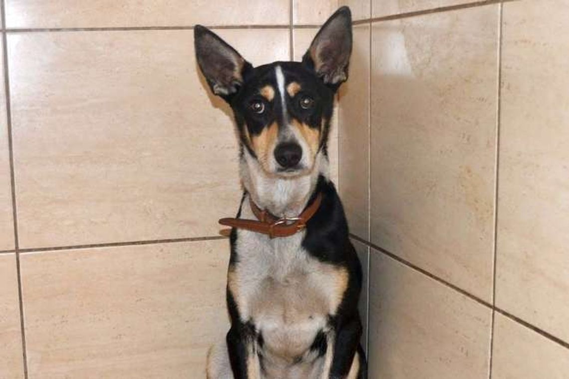 Mieszkaniec Krasienina znęcał się nad psem?