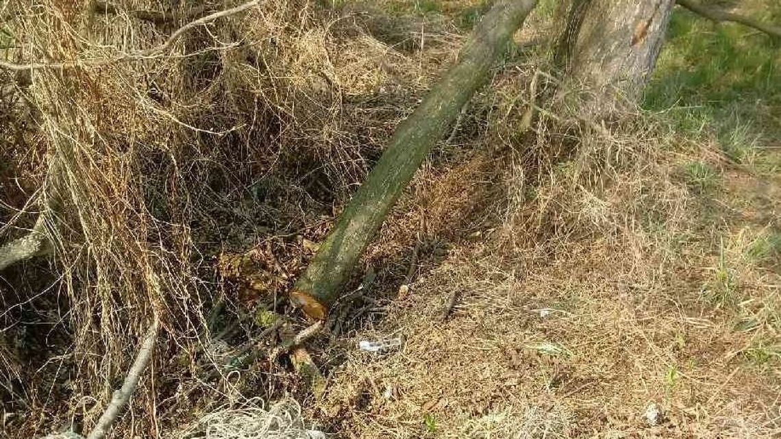 Mieszkanka Lublina ciężko ranna podczas wycinki drzewa