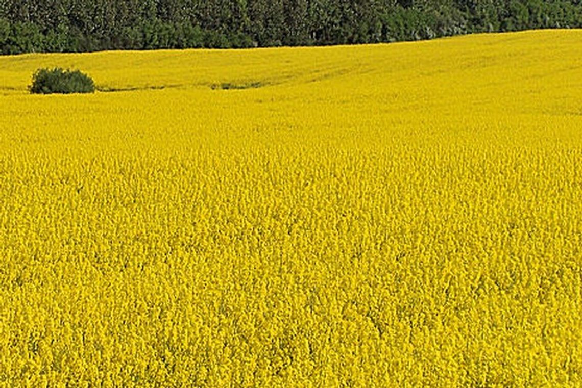 Milejów. Chciał ukraść samochód, ukrył się w rzepaku
