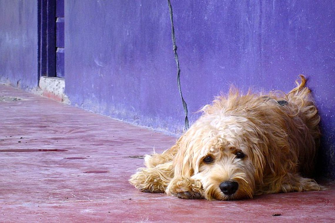 Milejów: Gmina nie odławia bezdomnych zwierząt Milejów: Gmina nie odławia bezdomnych zwierząt