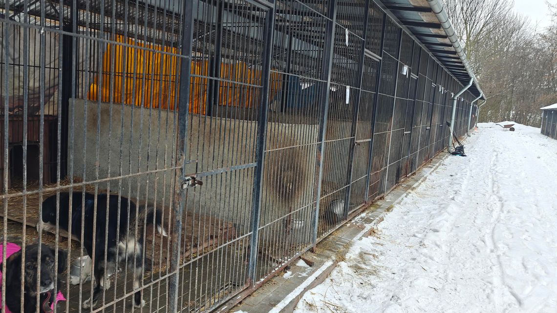 Schronisko dla zwierząt Chełm