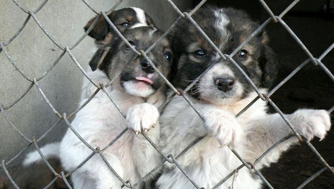Miłość ma cztery łapy. Zagrają dla bezdomnych zwierząt Miłość ma cztery łapy. Zagrają dla bezdomnych zwierząt